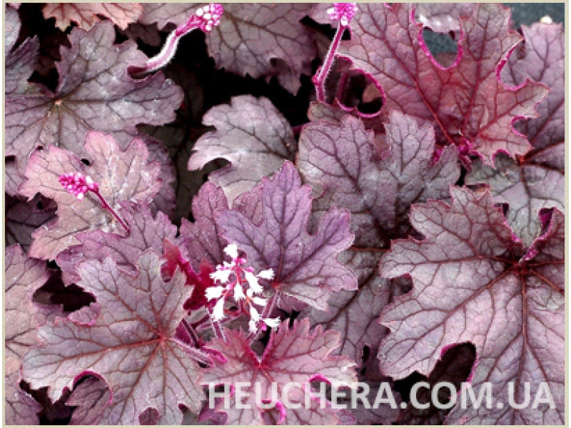 Plum Cascade