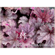 Plum Cascade
