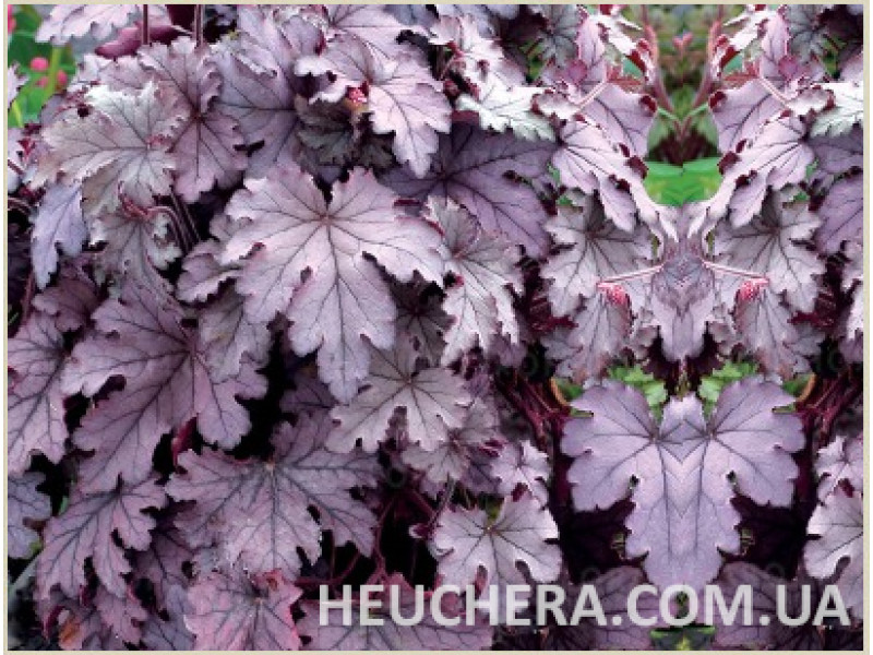 Plum Cascade