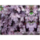 Plum Cascade