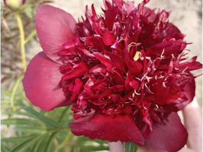 Burst of Joy