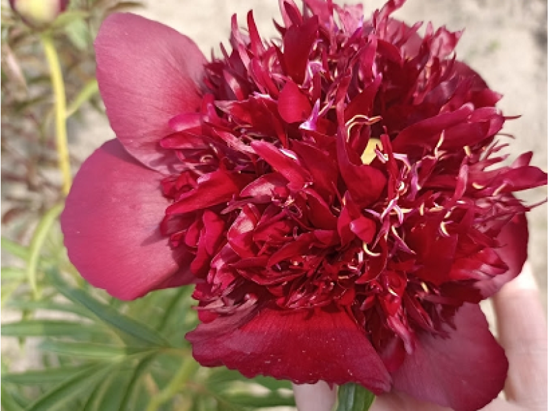 Burst of Joy