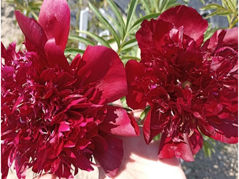 Burst of Joy