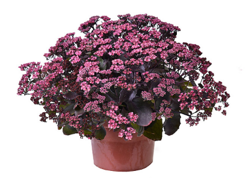 Globe Purple