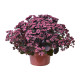 Globe Purple