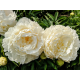 White Ivory