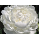 White Ivory