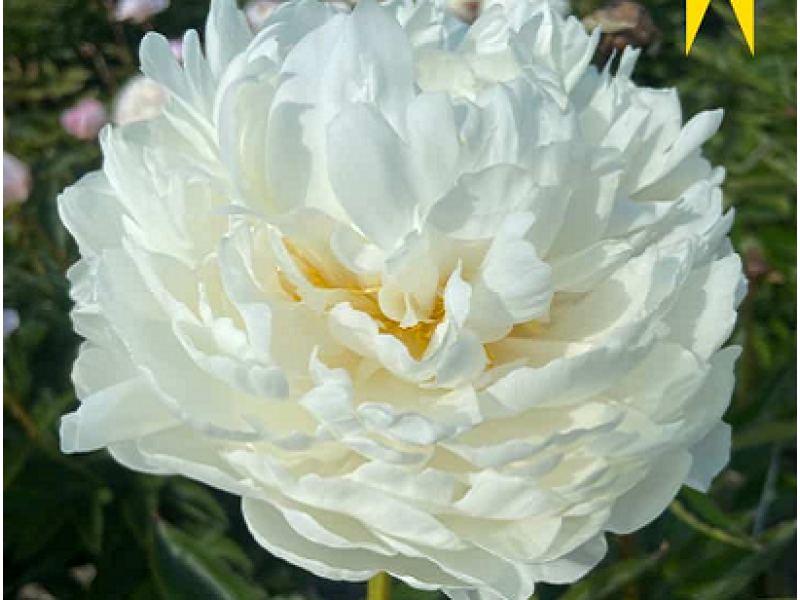 White Ivory