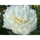 White Ivory