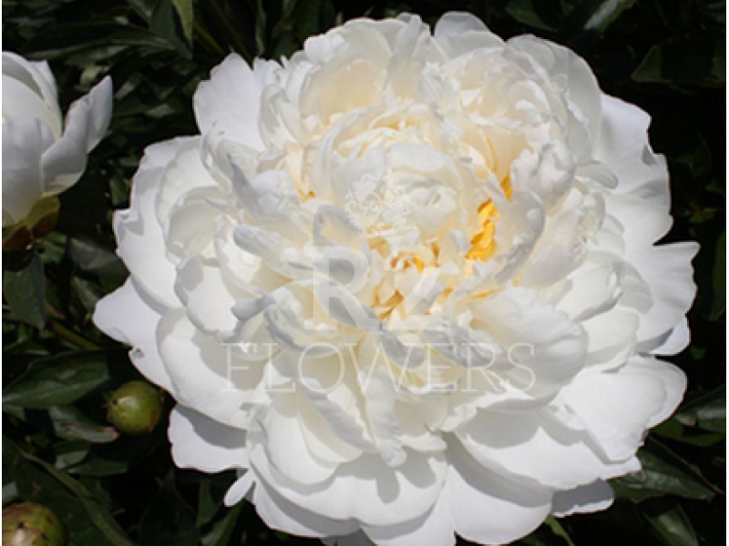 White Ivory