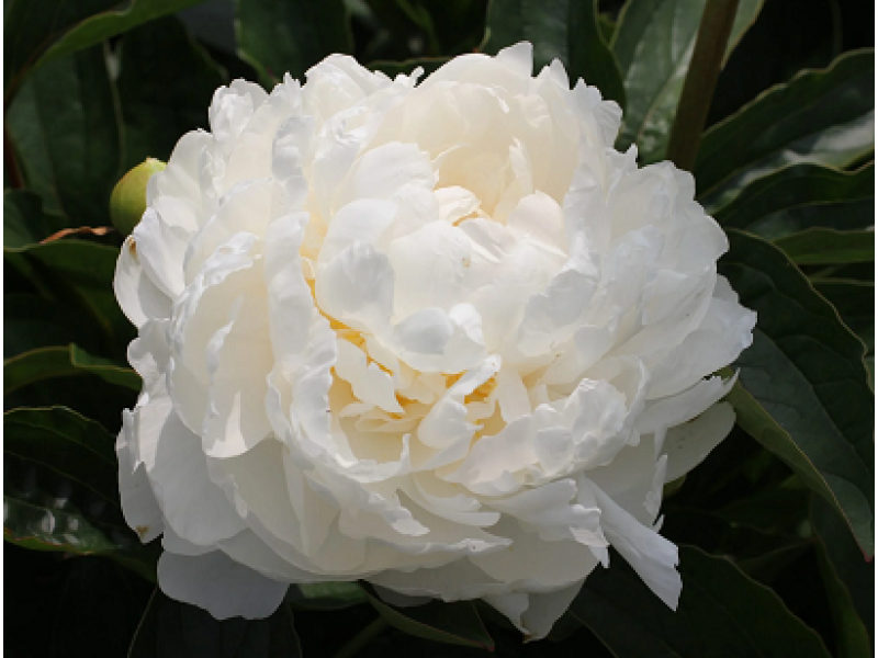White Ivory