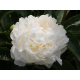 White Ivory
