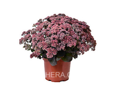 Globe Pink