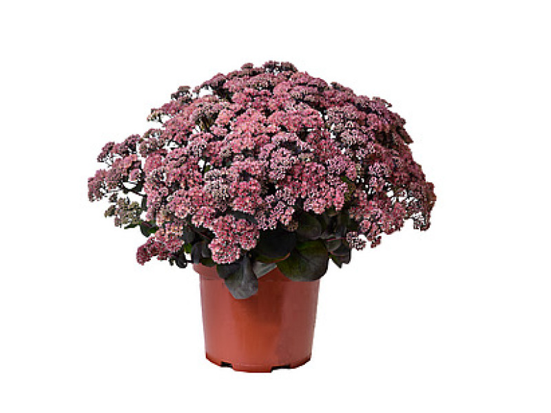 Globe Pink