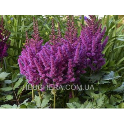 астильба Little Vision in Purple