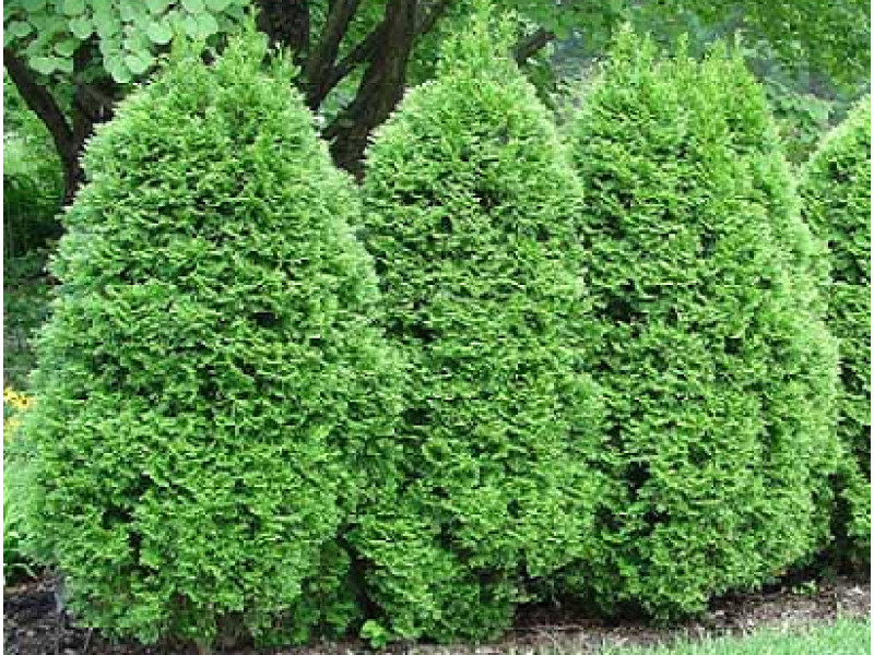 Green Egg