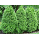 Green Egg