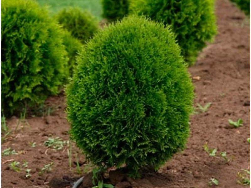 Green Egg