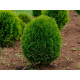 Green Egg