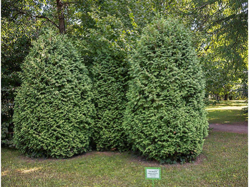 Wareana Lutescence