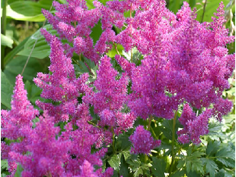 Pumila