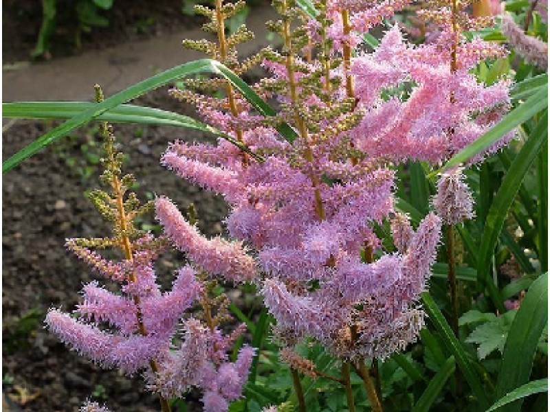 Pumila