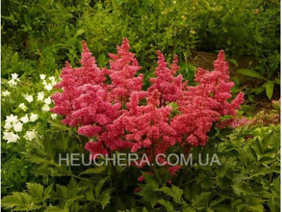 Feuer