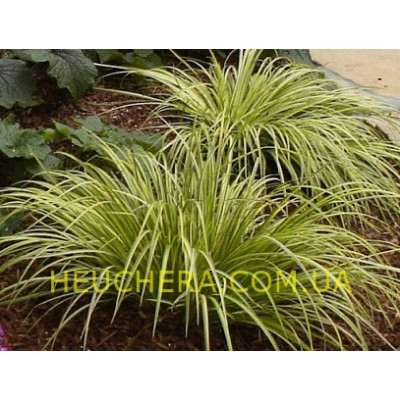 аїр Argenteostriatus