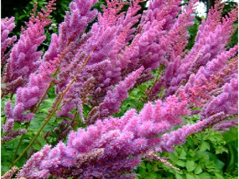 Purperkerze