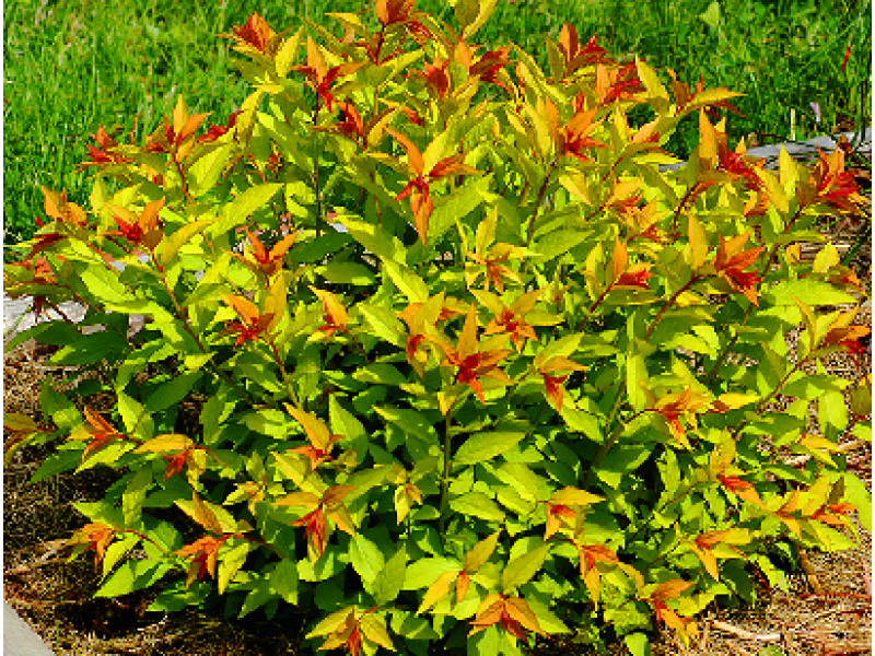 Gold Flame