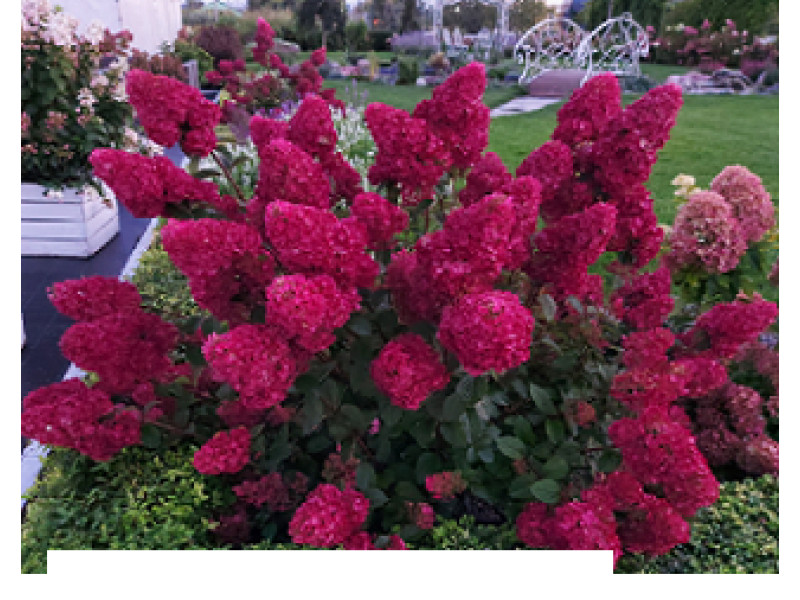 Rensam (Лидия Самарская)