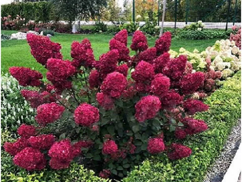 Rensam (Лидия Самарская)