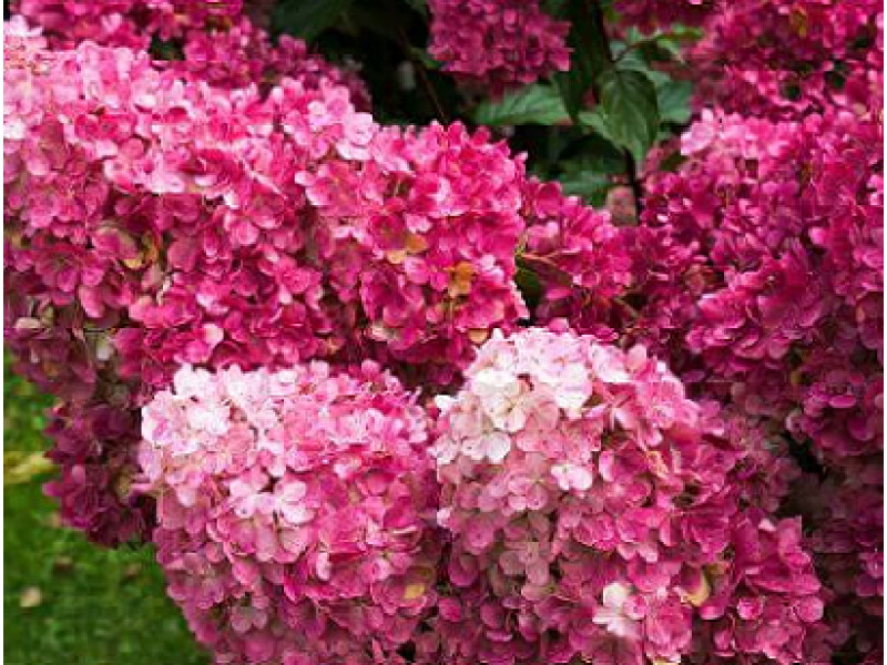 Rensam (Лидия Самарская)