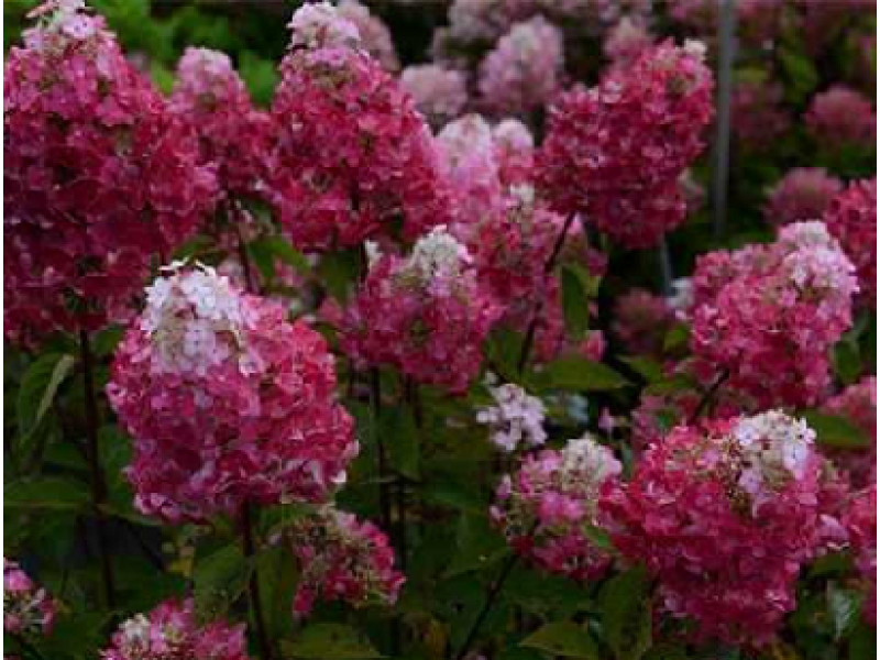 Rensam (Лидия Самарская)