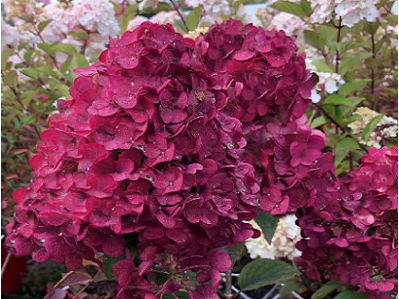 Rensam (Лидия Самарская)