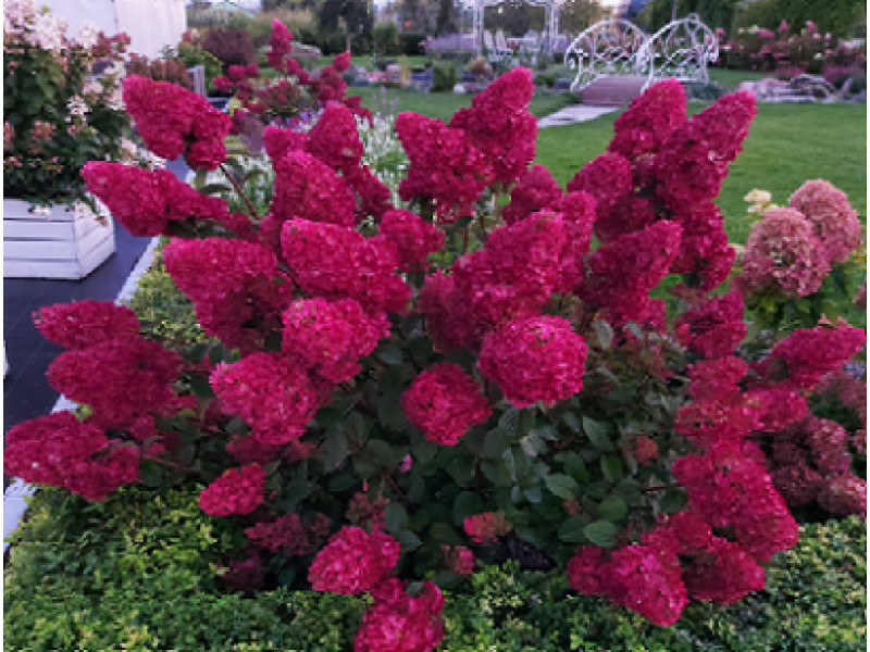 Rensam (Лидия Самарская)