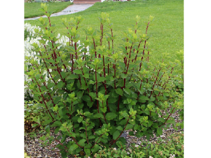 Rensam (Лидия Самарская)