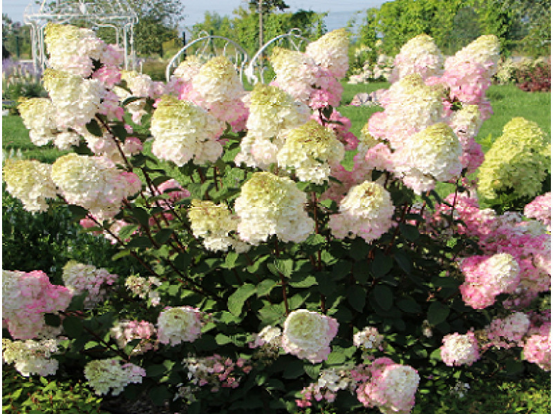 Rensam (Лидия Самарская)