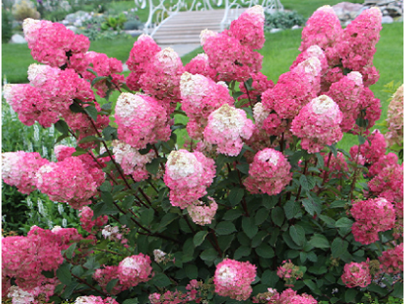 Rensam (Лидия Самарская)