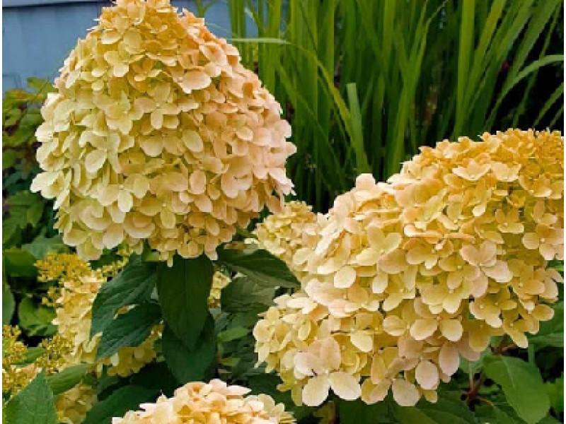 Cotton Cream