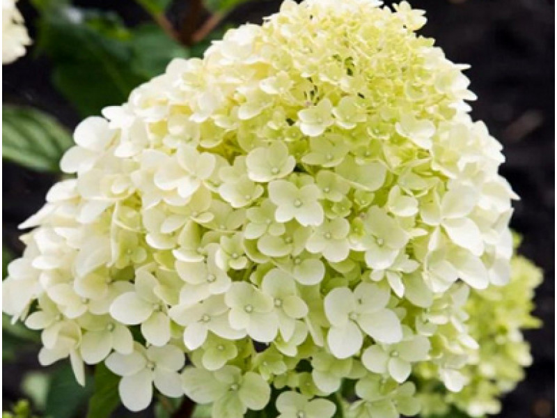 Cotton Cream