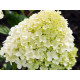 Cotton Cream
