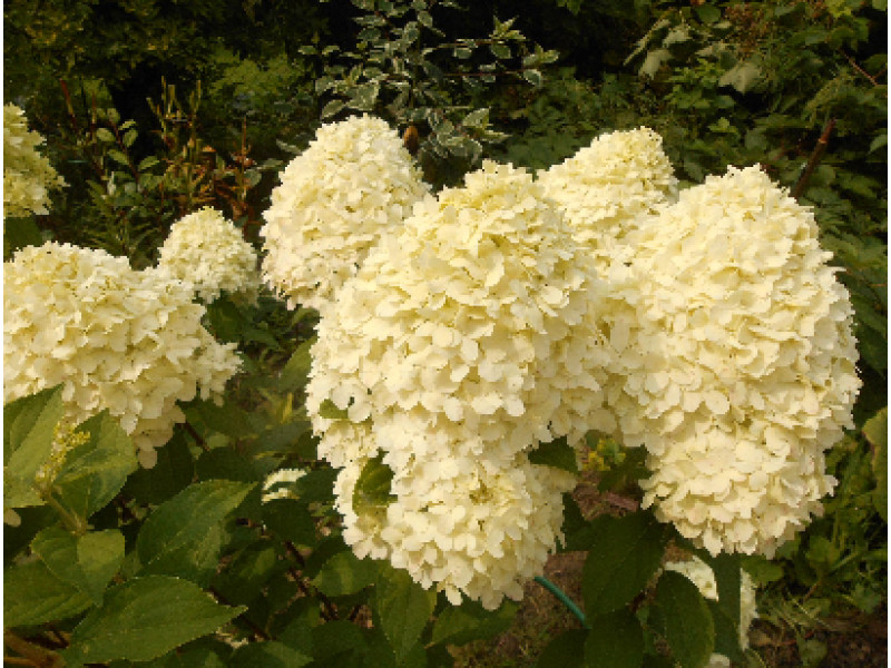 Cotton Cream
