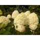 Cotton Cream