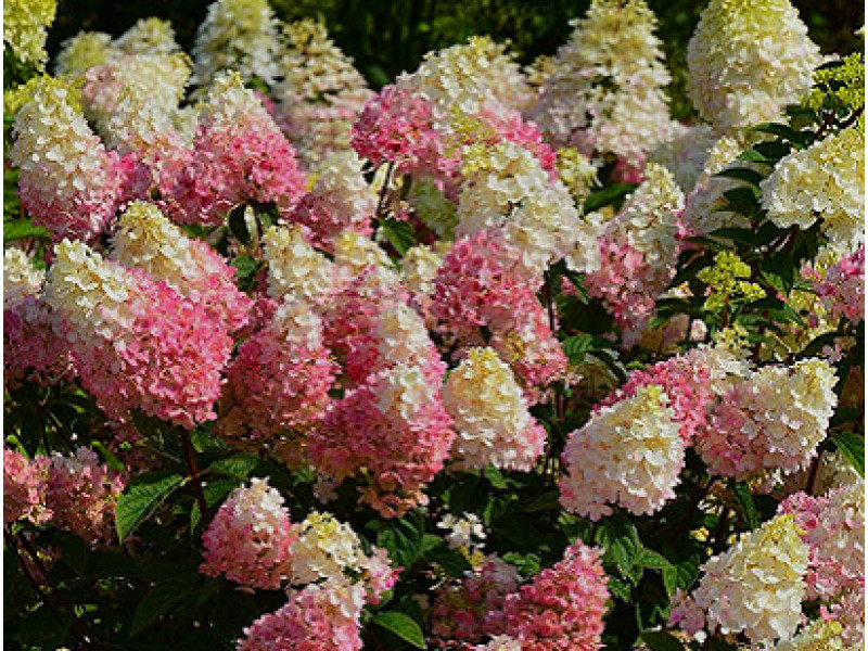Little Blossom