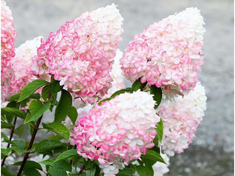Little Blossom