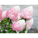 Little Blossom