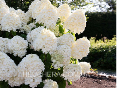 Summer Snow