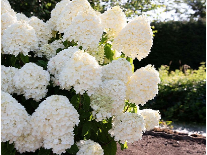Summer Snow