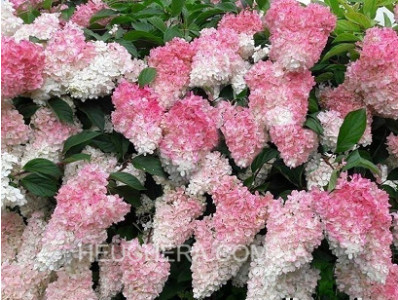Strawbery Blossom